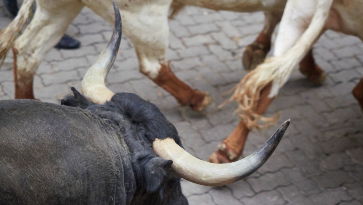 Tragedia En Un Pueblo De Toledo Un Toro Suelto Mata A Una Persona Y