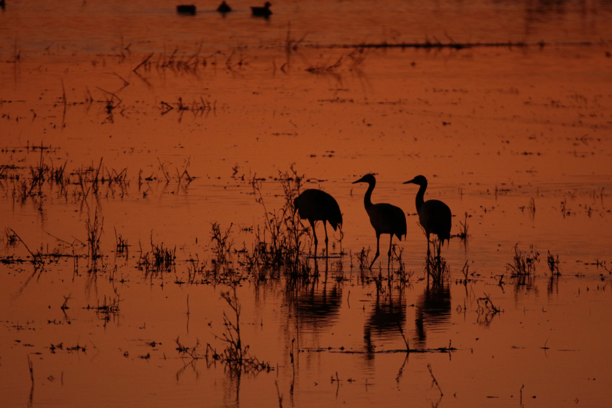 DAIMIEL (CIUDAD REAL), 17/12/2022.- Fotografía de ayer que muestra un atardecer en el Parque Nacional de Las Tablas de Daimiel. El Organismo Autónomo Parques Nacionales ha ampliado el patrimonio natural público con la compra de una finca en el Parque Nacional de Cabañeros y la adquisición de tres fincas de regadío cercanas al Parque Nacional de Las Tablas de Daimiel. EFE/Beldad