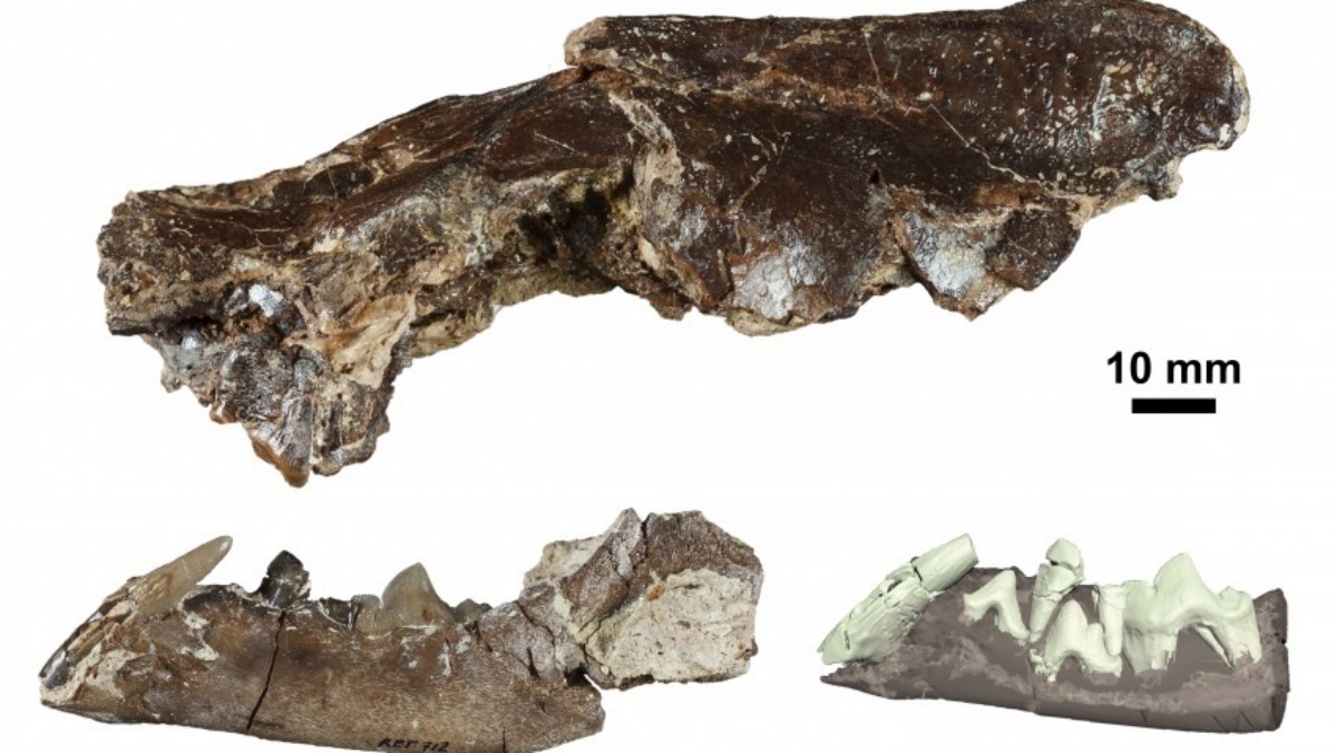 Ischyrictis zibethoides de La Retama, cráneo y mandíbula (izquierda) y reconstrucción 3D de la dentición de la mandíbula (derecha). REMITIDA / HANDOUT por IMAGEN MODIFICADA DE SÁNCHEZ ET AL. (2024) Fotografía remitida a medios de comunicación exclusivamente para ilustrar la noticia a la que hace referencia la imagen, y citando la procedencia de la imagen en la firma 16/12/2024